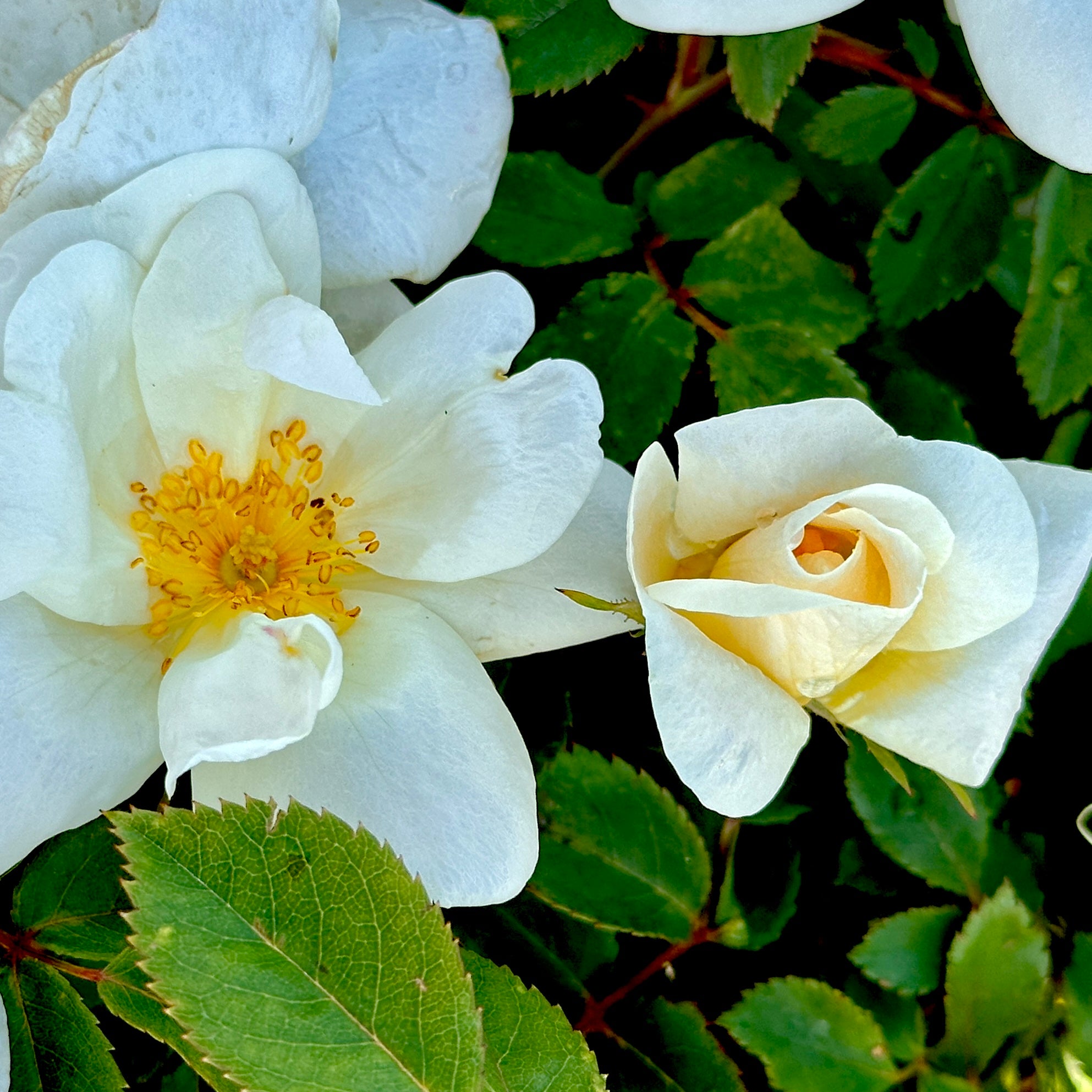 White Knock Out® Rose
