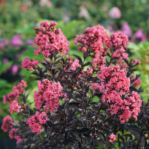CENTER STAGE® Coral Crape Myrtle