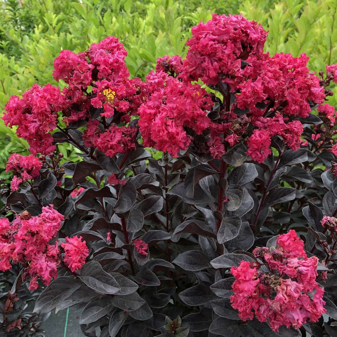 CENTER STAGE® Pink Crape Myrtle