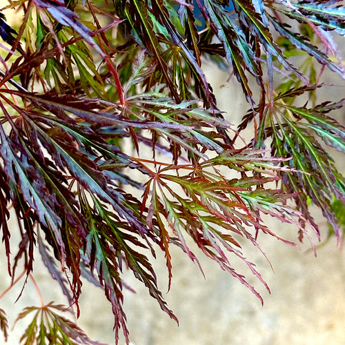 Crimson Queen Japanese Maple 2-3 ft