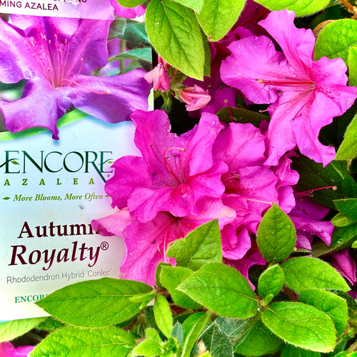 Autumn Royalty® Encore Azalea