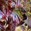 Adrian's Compact Japanese Maple 2-4ft