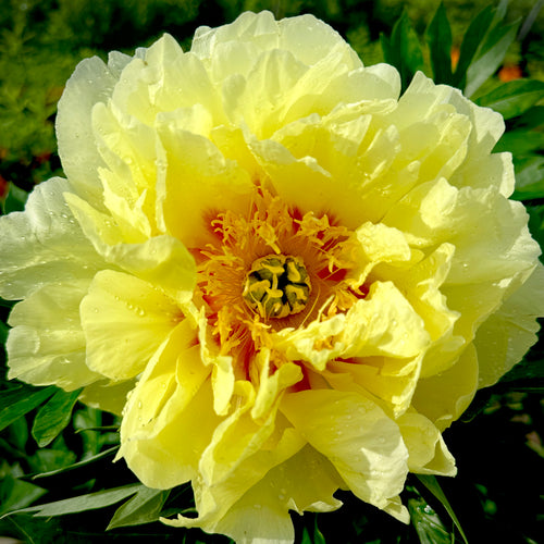 Bartzella Peony