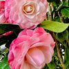 Nuccio's Pearl Camellia