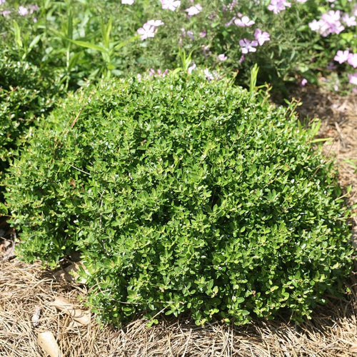 Dwarf Yaupon Holly