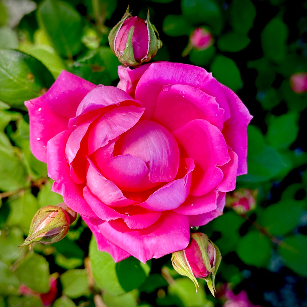 Double Pink Knock Out® Rose