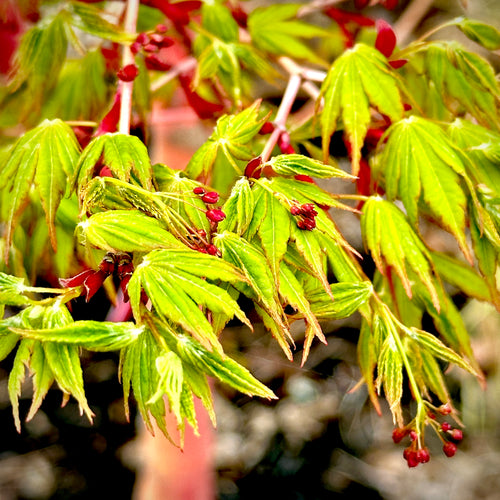 Coral Bark Japanese Maple 3-4ft