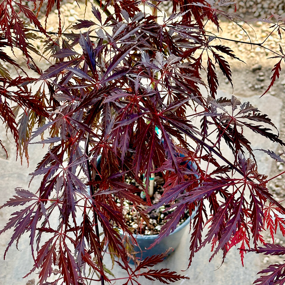 Tamukeyama Japanese Maple