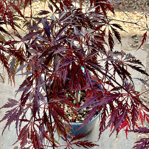 Tamukeyama Japanese Maple 2-3 ft