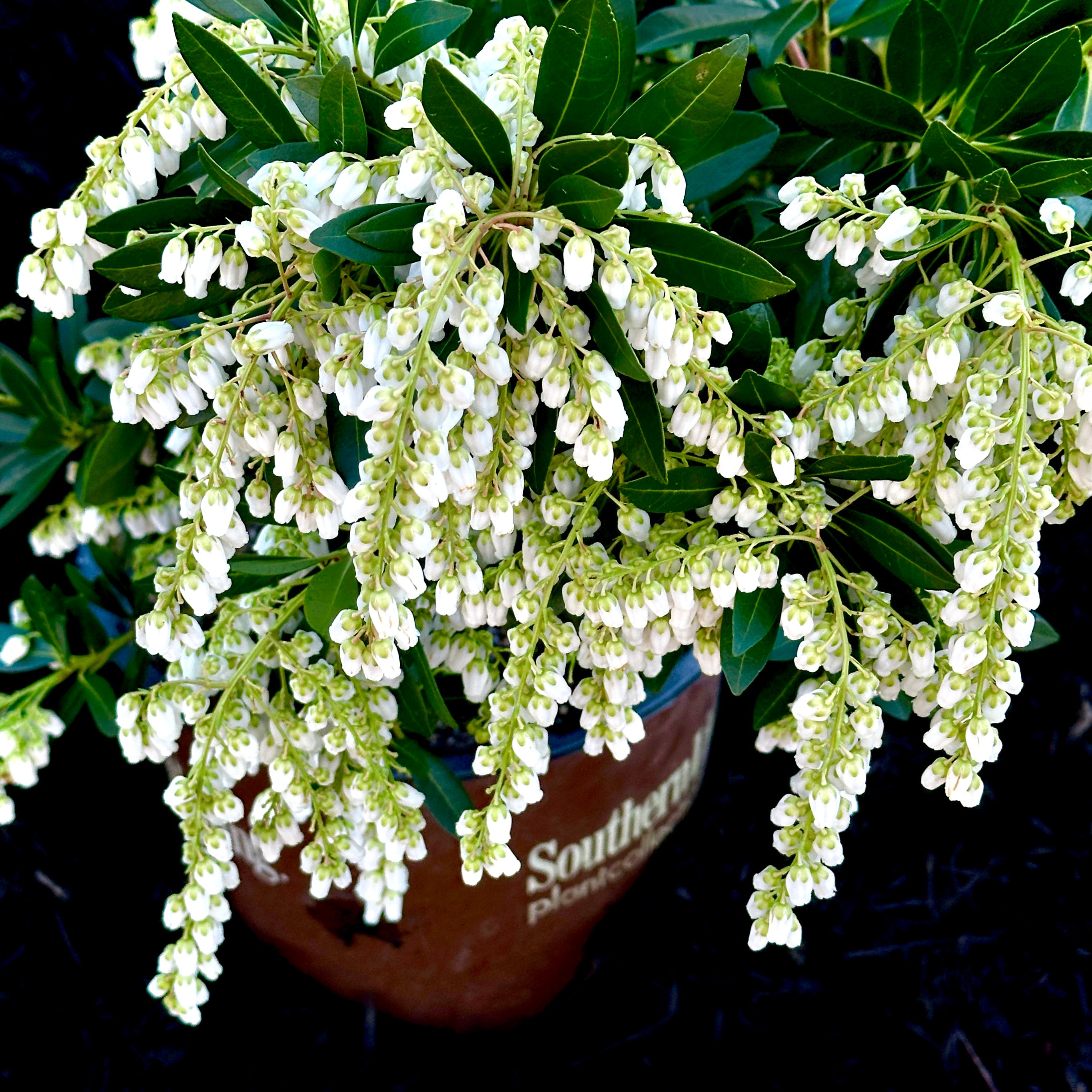 Mountain Snow™ Pieris