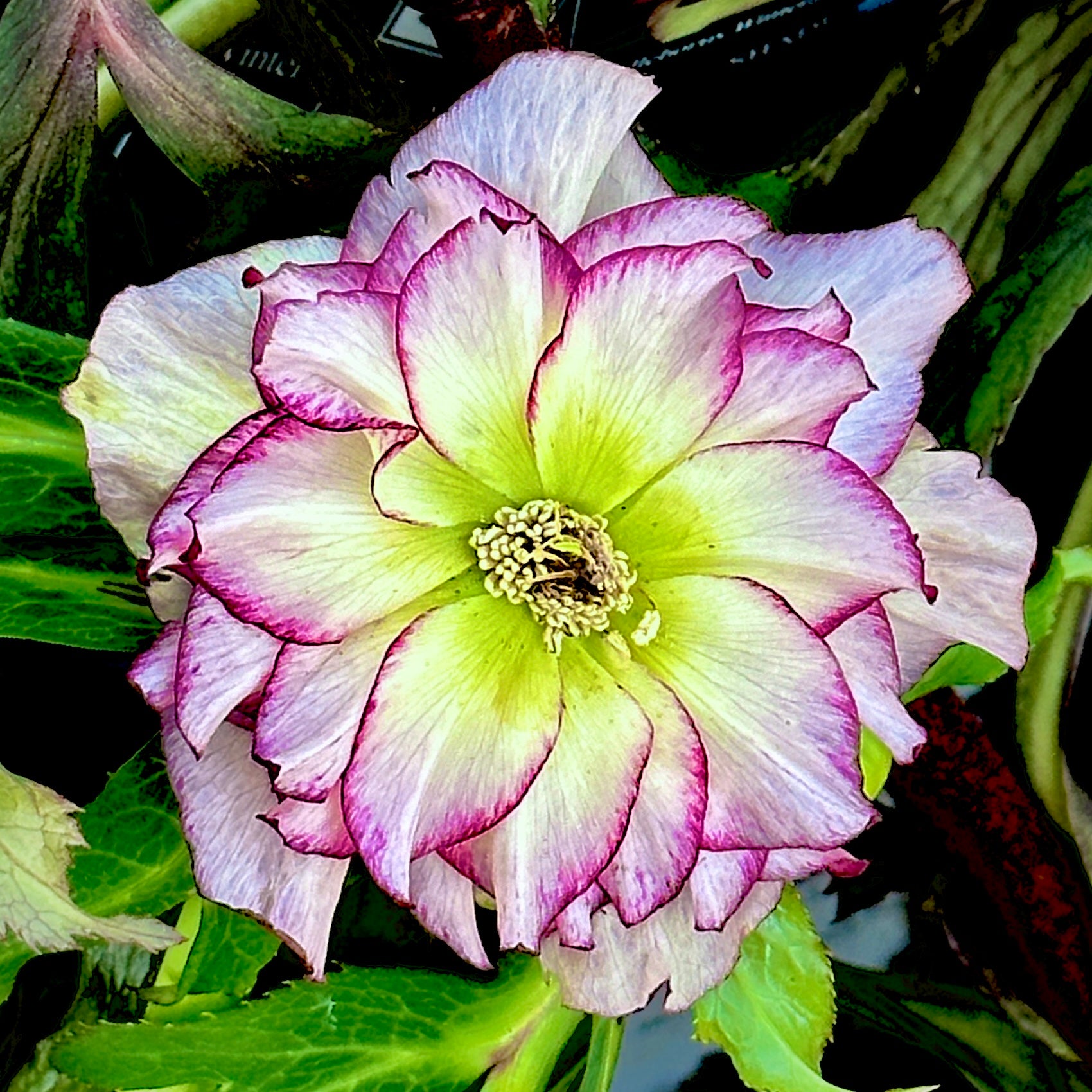 Winter Jewels® Rose Quartz Lenten Rose