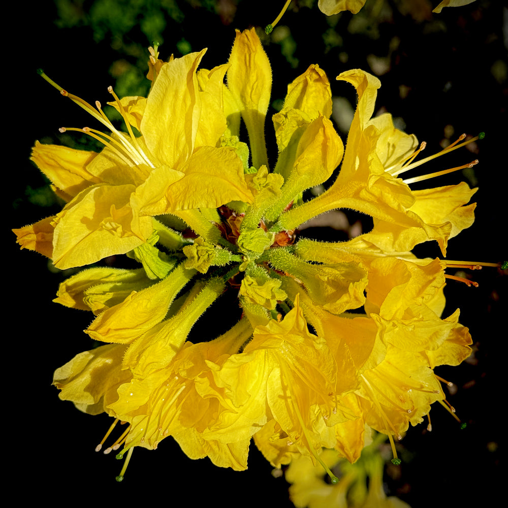 Lemon Lights Deciduous Azalea
