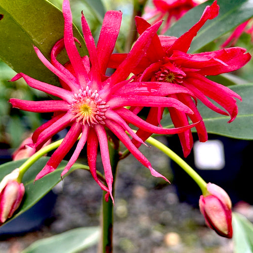 Star Flower Scorpio Illicium Anise