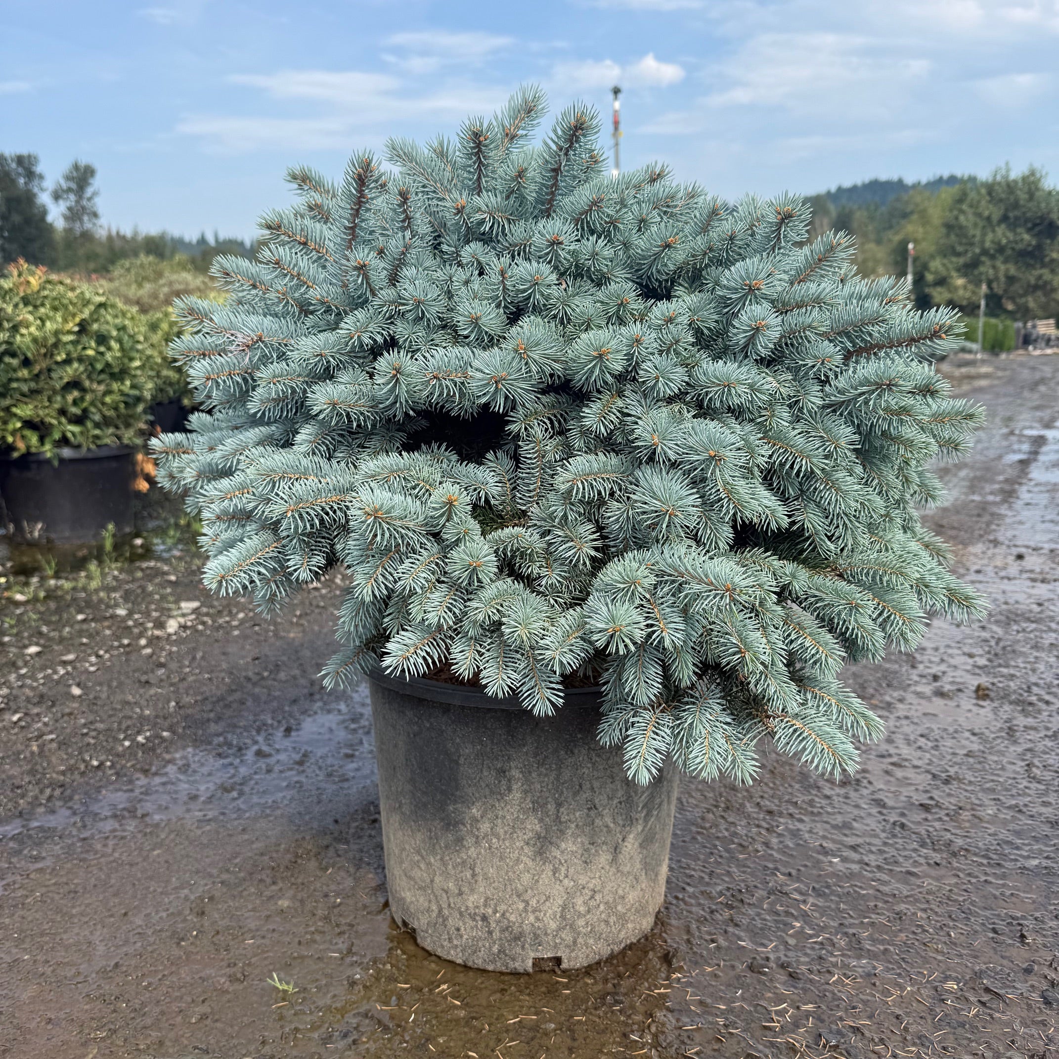 Dwarf Globe Blue Spruce- 7 Gallon- 4 Pack