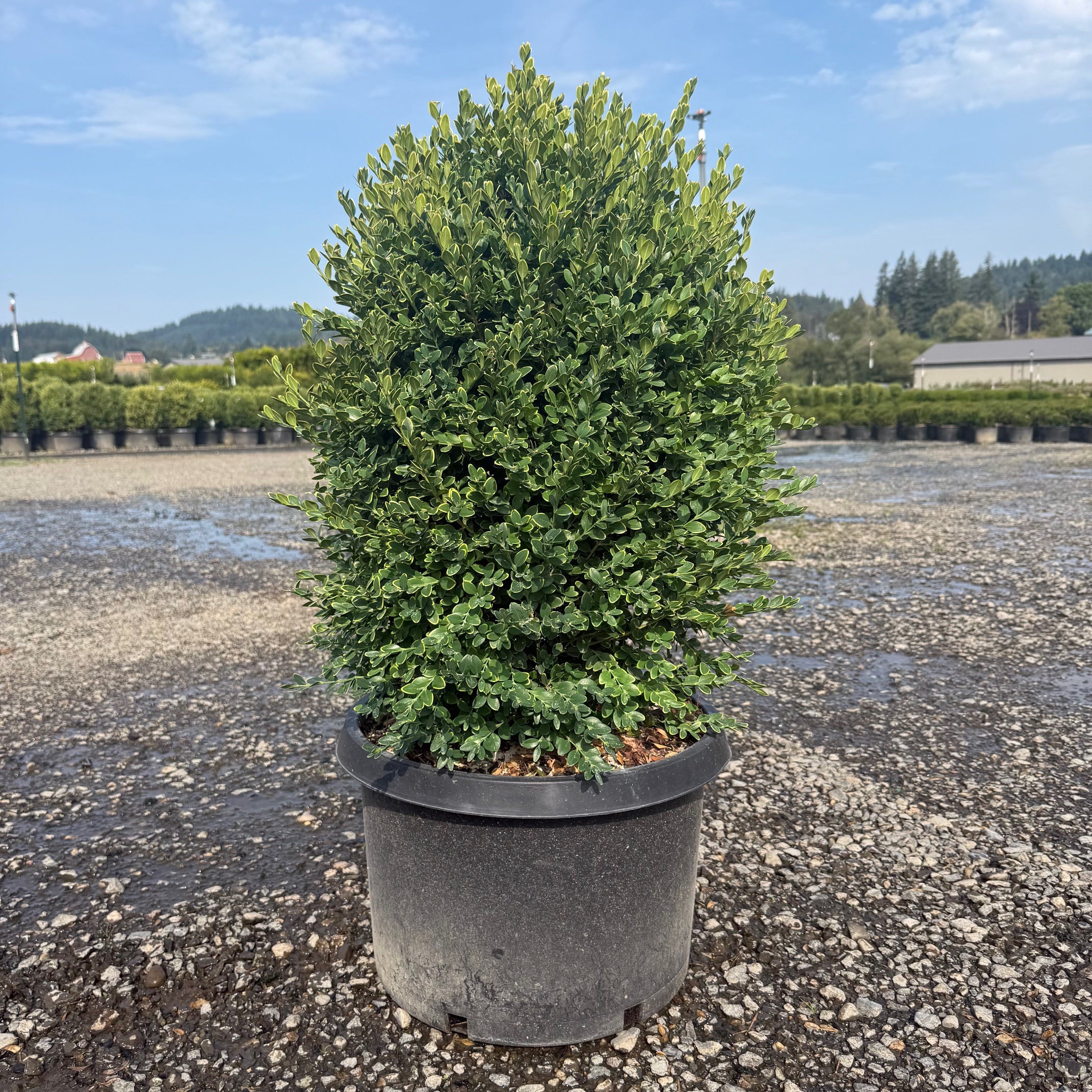 Green Mountain Boxwood- 10 Gallon- 5 Pack