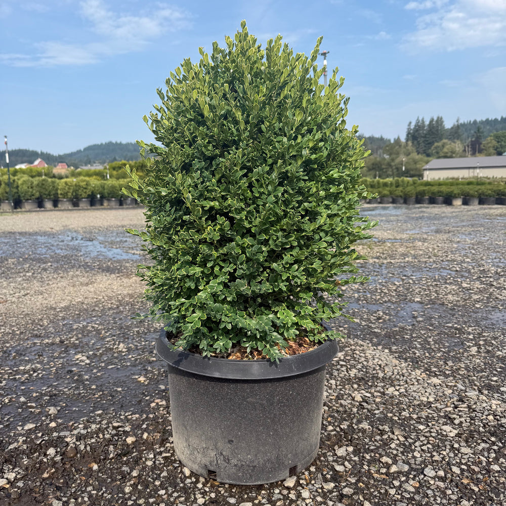 Green Mountain Boxwood- 10 Gallon- 5 Pack