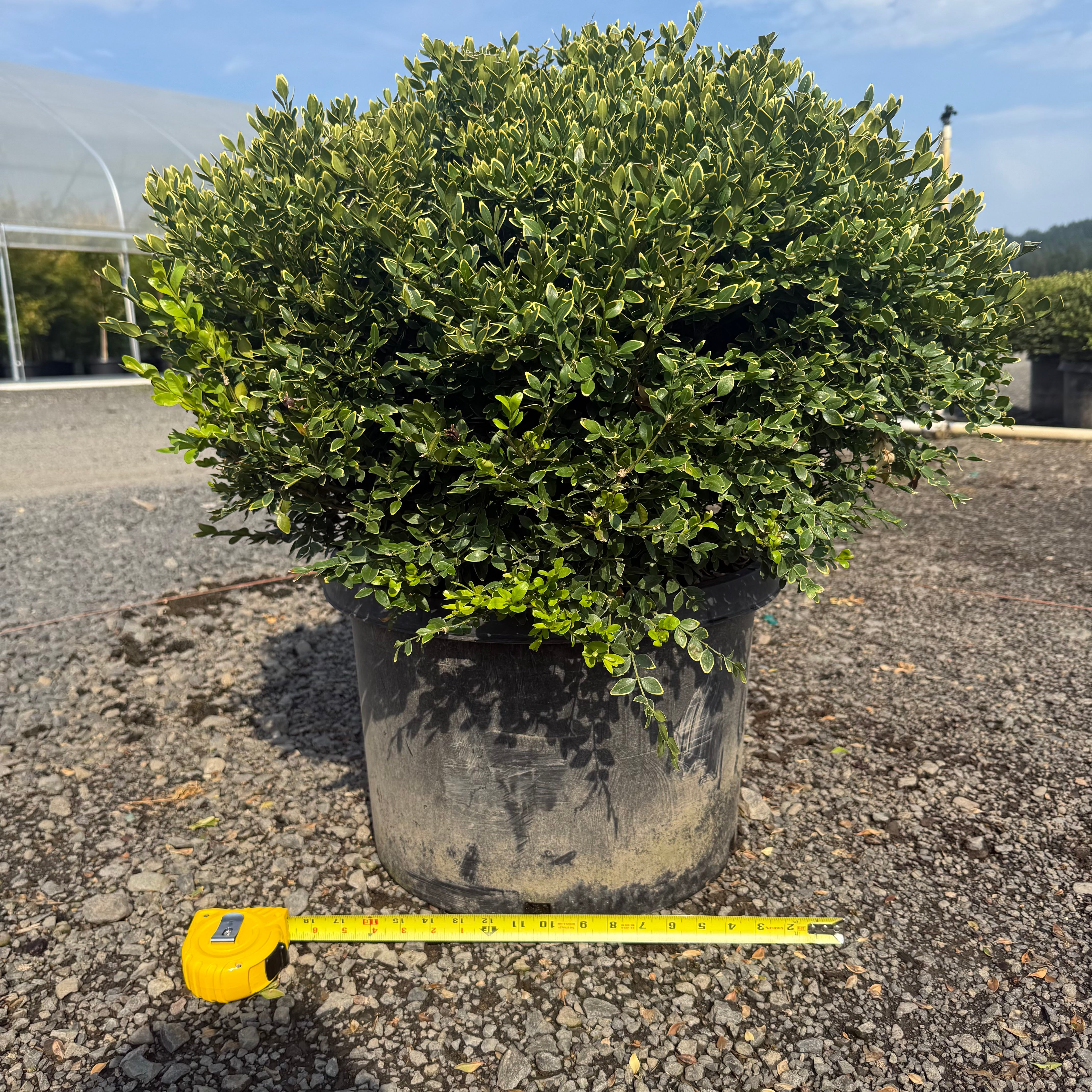 Green Velvet Boxwood- 10 Gallon- 5 Pack