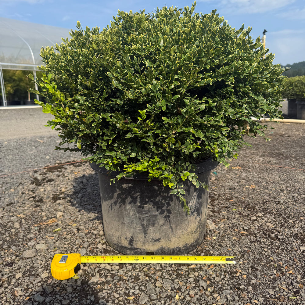 Green Velvet Boxwood- 10 Gallon- 5 Pack