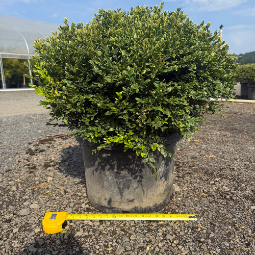 Green Velvet Boxwood- 10 Gallon- 5 Pack