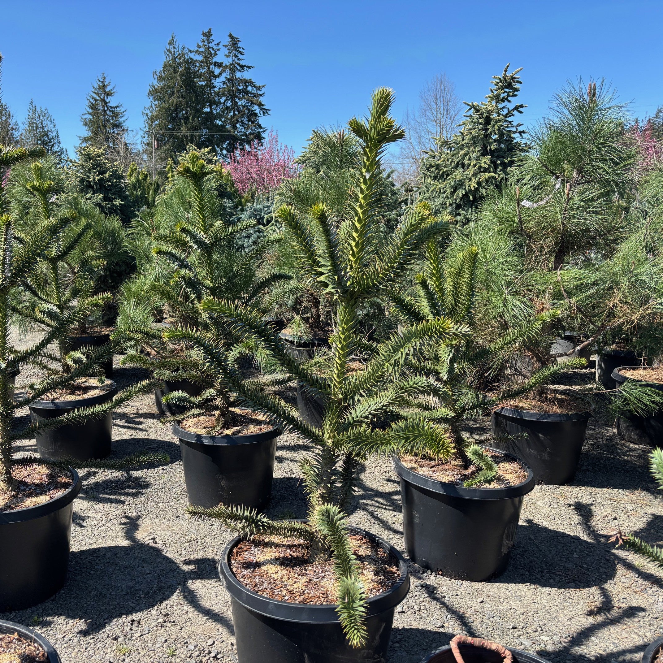 Monkey Puzzle Tree- 4-5 Foot Tall