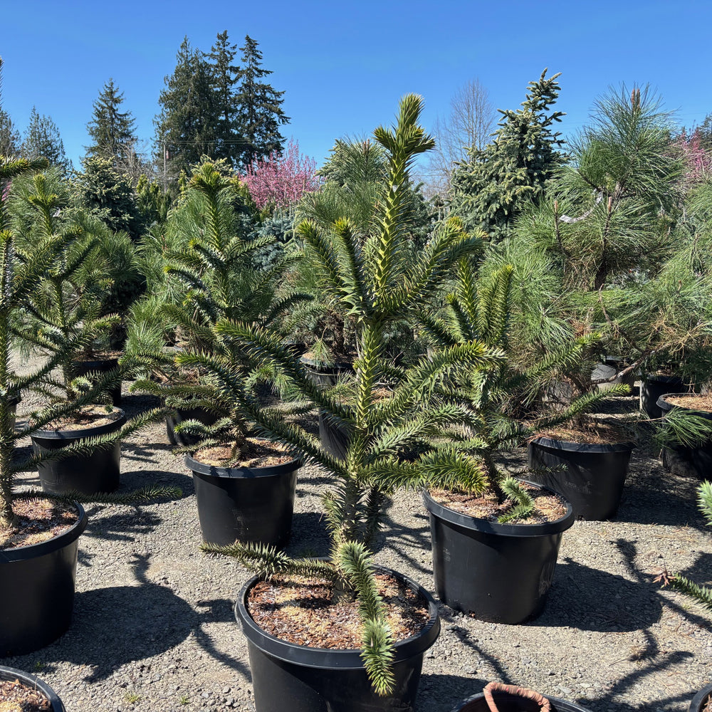 Monkey Puzzle Tree- 4-5 Foot Tall