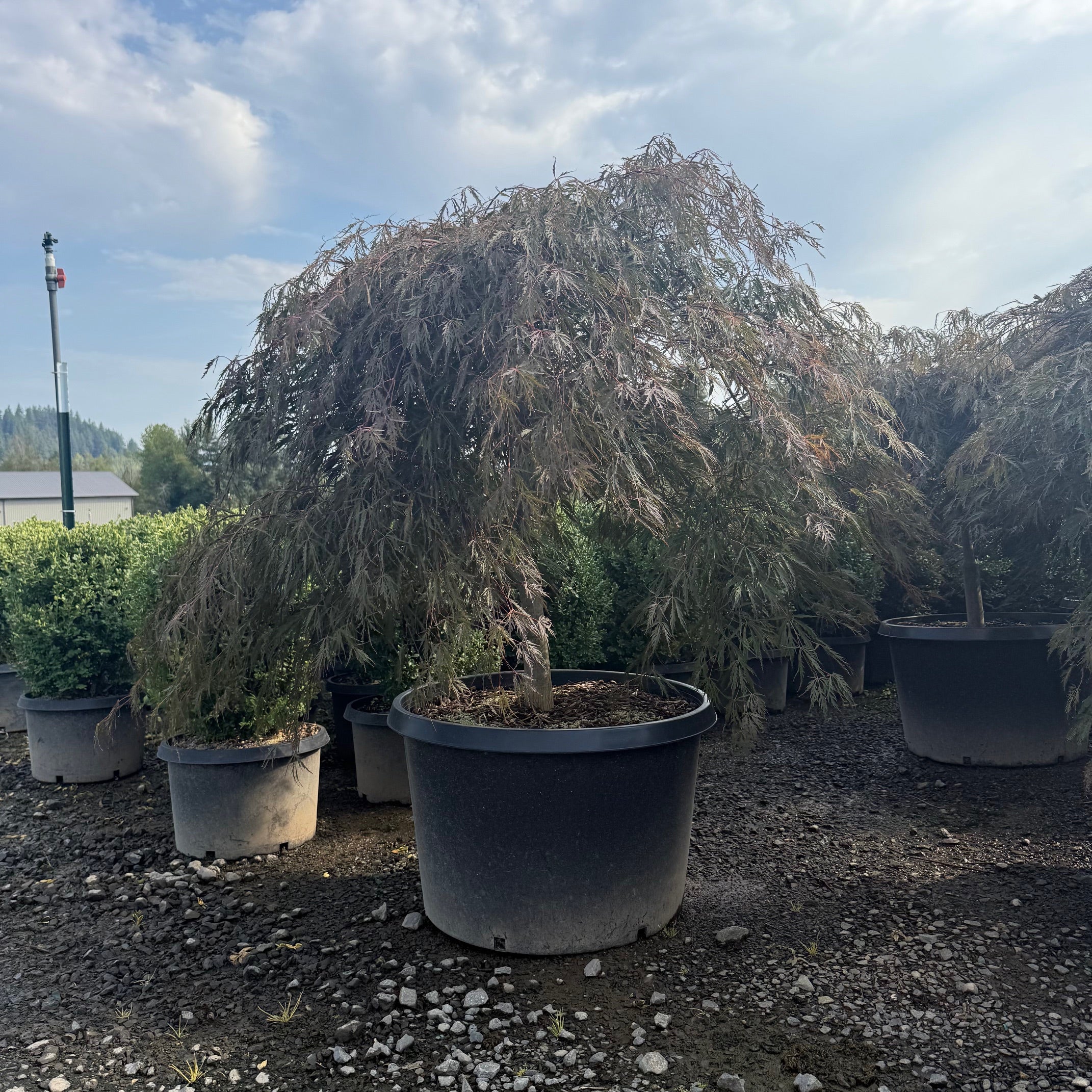 Tamukeyama Japanese Maple- 35 Gallon- 4-5 ft Spread