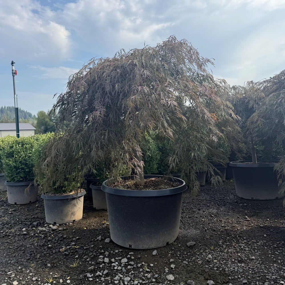Tamukeyama Japanese Maple- 35 Gallon- 4-5 ft Spread