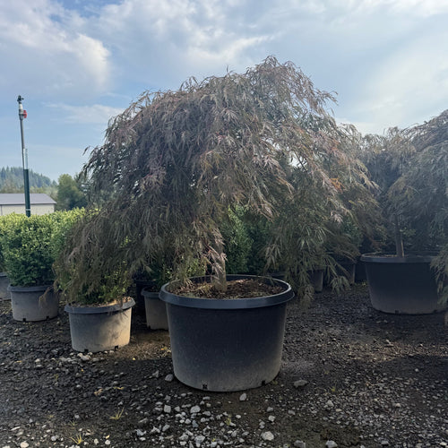 Tamukeyama Japanese Maple- 35 Gallon- 4-5 ft Spread