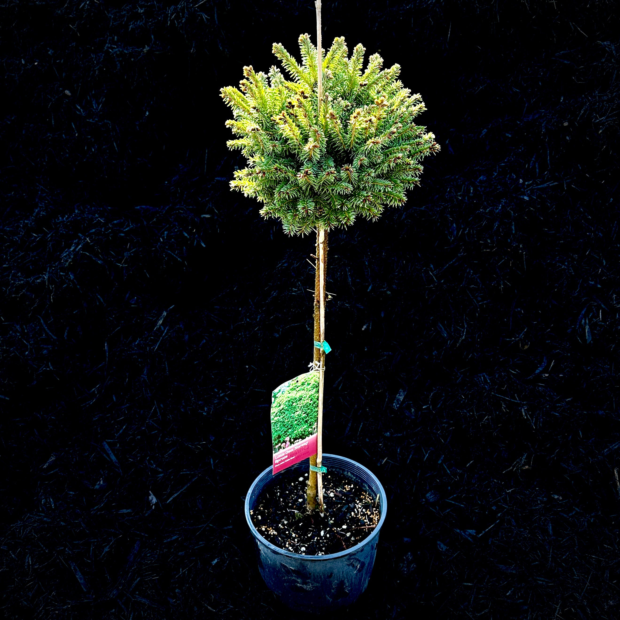 Little Gem Norway Spruce Topiary Tree