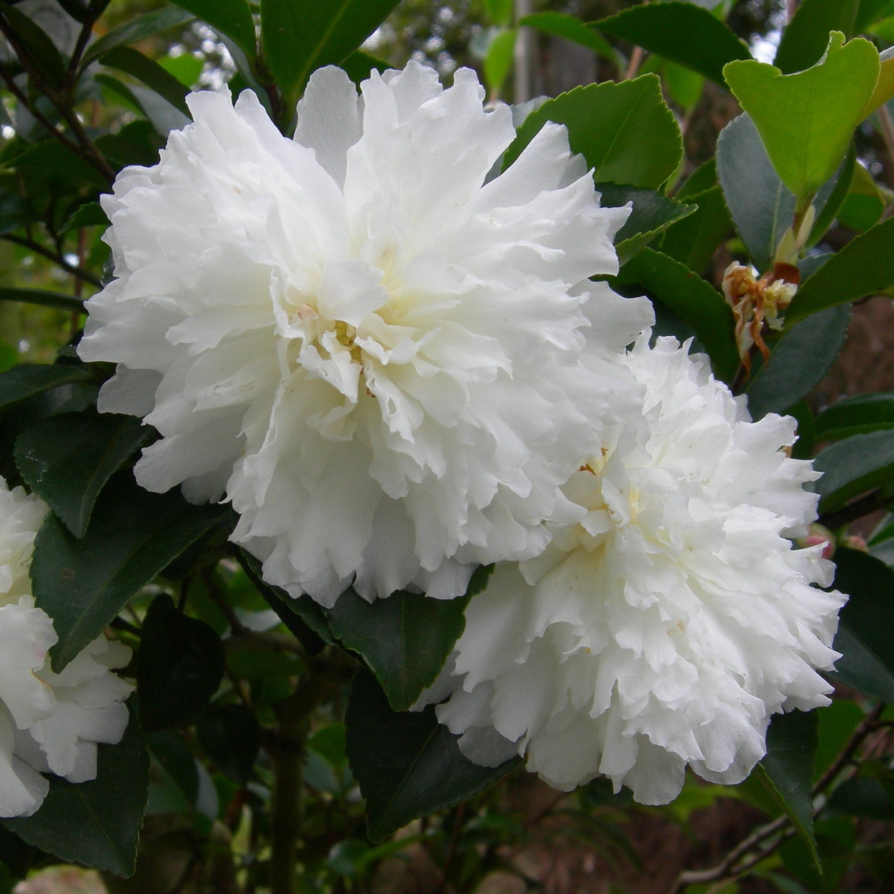 October Magic® Ivory™ Camellia