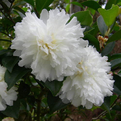 October Magic® Ivory™ Camellia