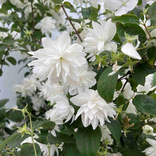 Pearls of Perfume Mockorange