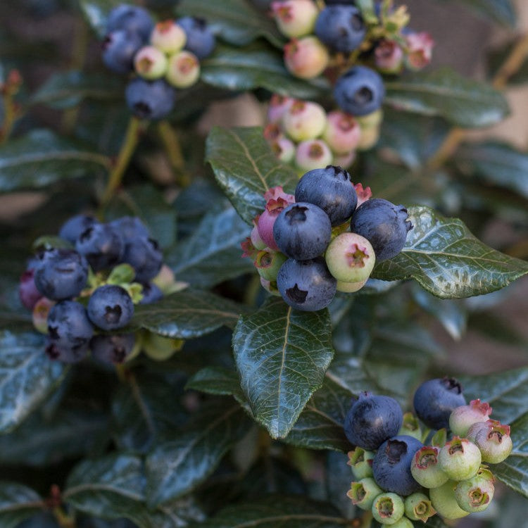 Perpetua® Blueberry by Bushel and Berry®