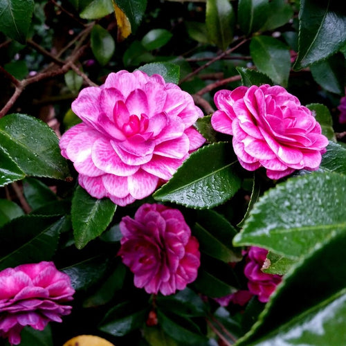 Purple Haze Camellia