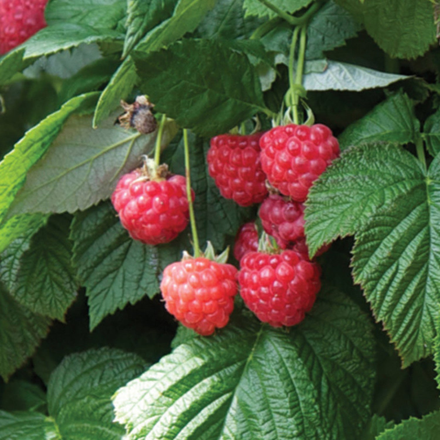 Raspberry Shortcake® Bush by Bushel and Berry®