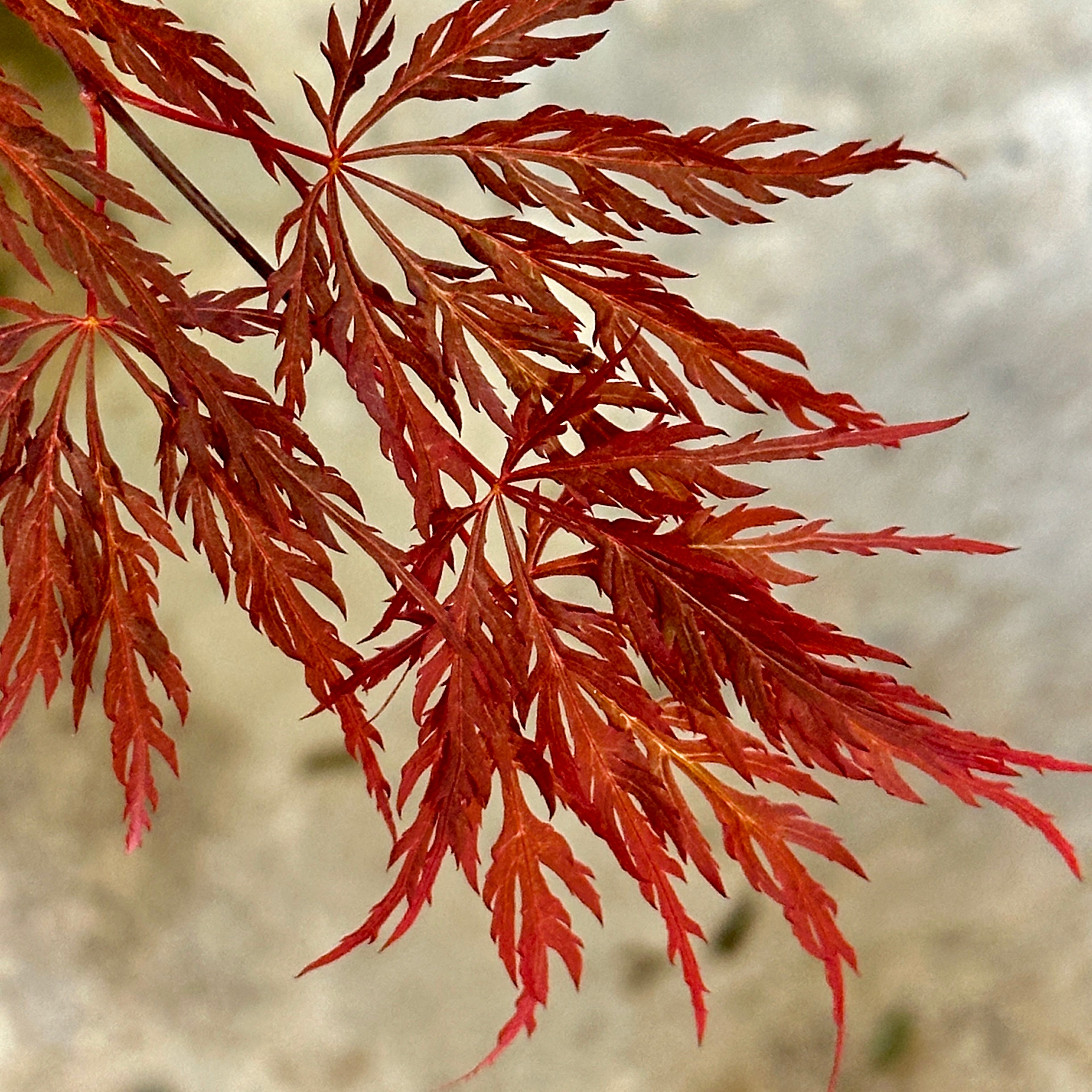 Red Dragon Japanese Maple 2-3 ft