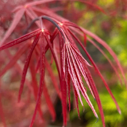 Ribbon Leaf Japanese Maple 2-4ft