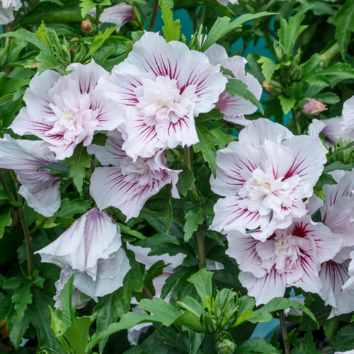 Starblast Chiffon® Hibiscus 'Rose of Sharon'