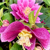 Winter Jewels® Berry Swirl Lenten Rose