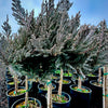 Blue Chip Juniper Topiary Tree