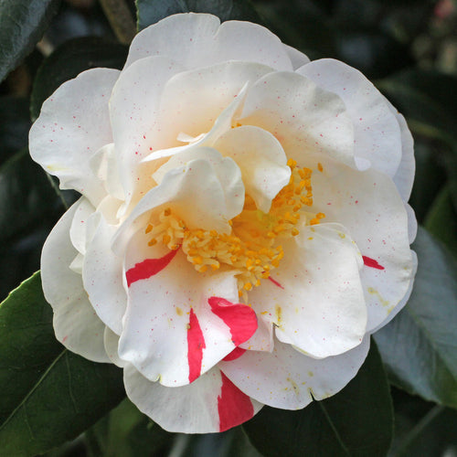Finlandia Variegated Camellia
