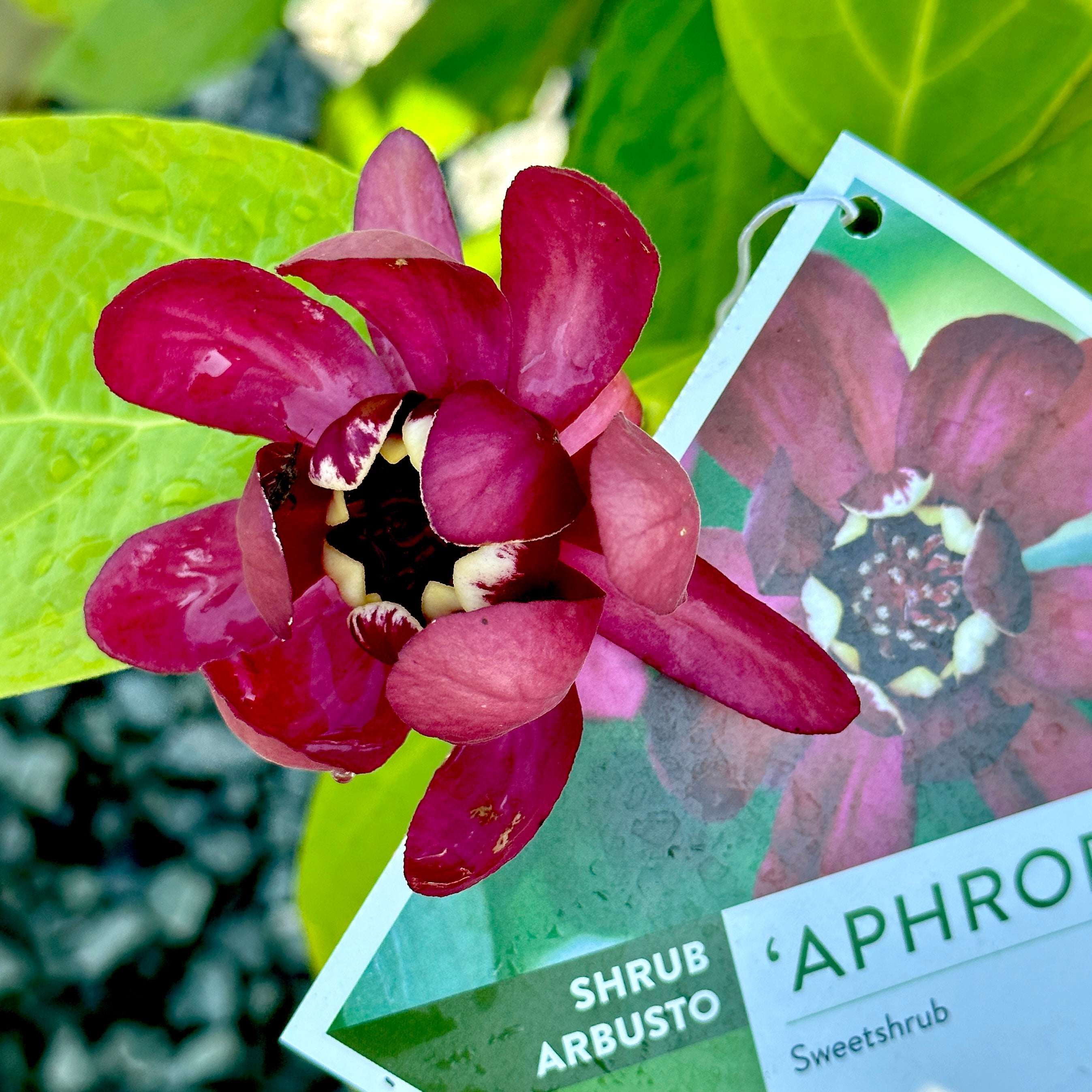 Aphrodite Sweetshrub Calycanthus