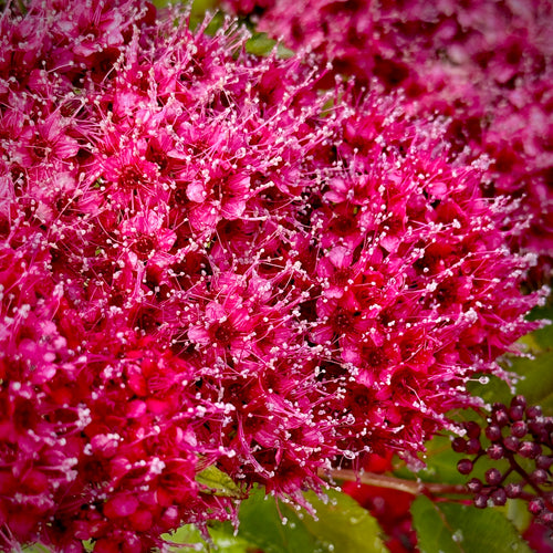 Double Play Doozie® Spirea