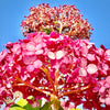 Incrediball® Blush Arborescens Hydrangea