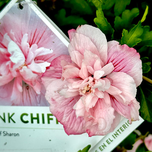 Pink Chiffon® Hibiscus 'Rose of Sharon'