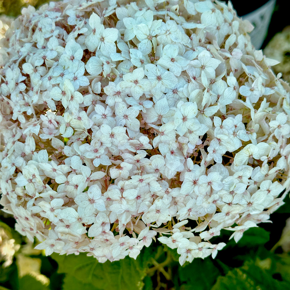 Invincibelle Wee White® Hydrangea