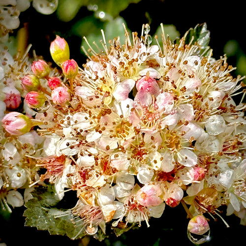 Tiny Wine® Ninebark