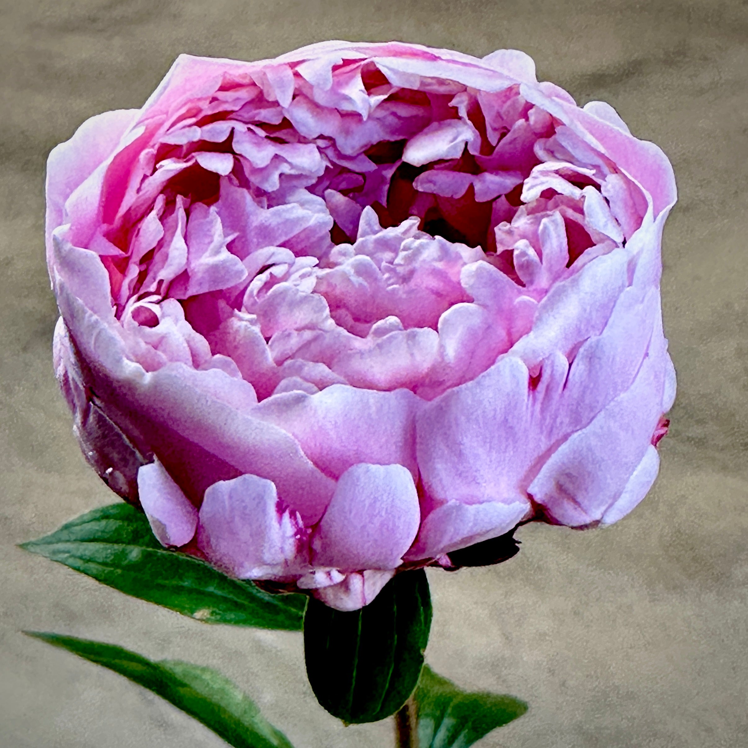 Sarah Bernhardt Peony