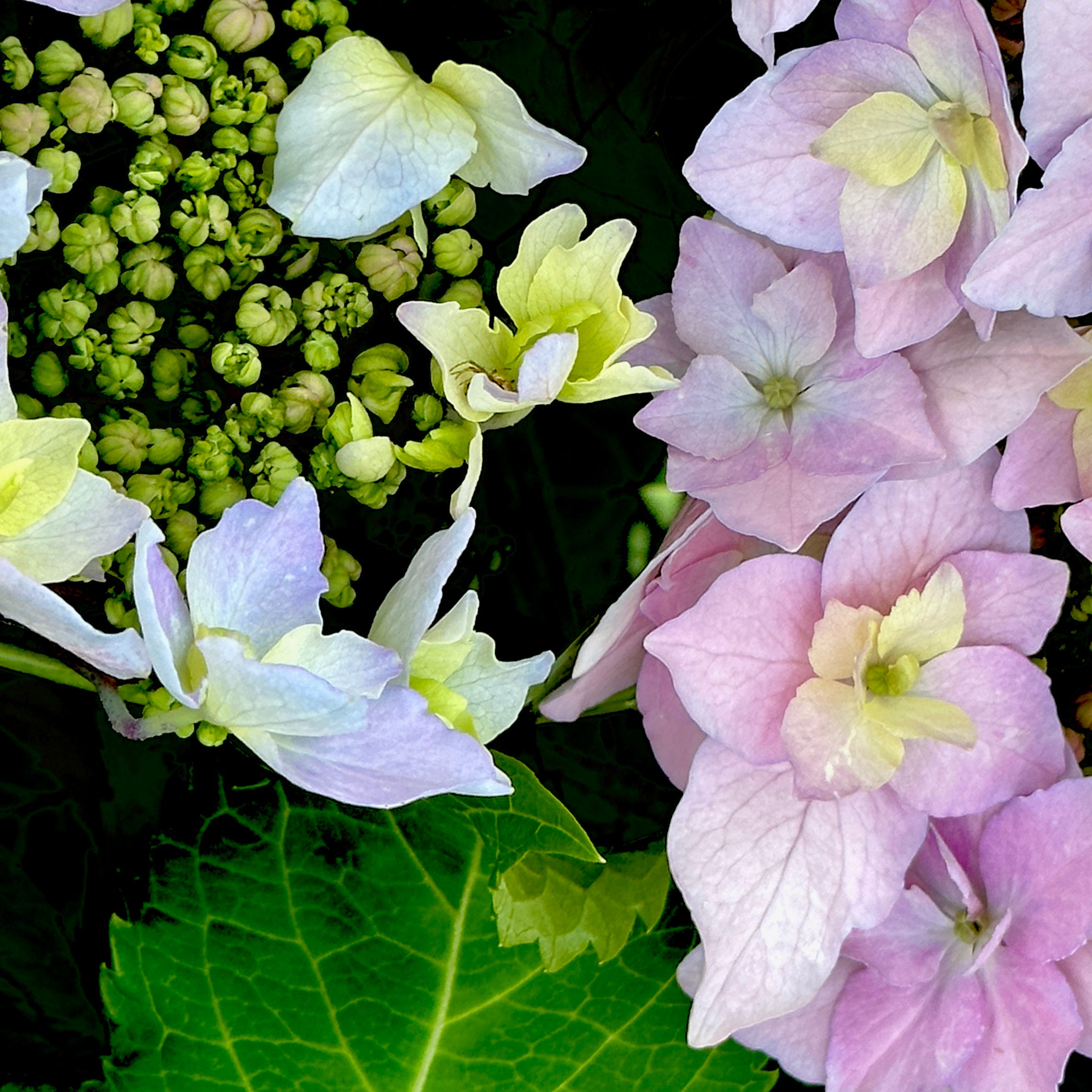 Tuff Stuff™ Ah-Ha Hydrangea