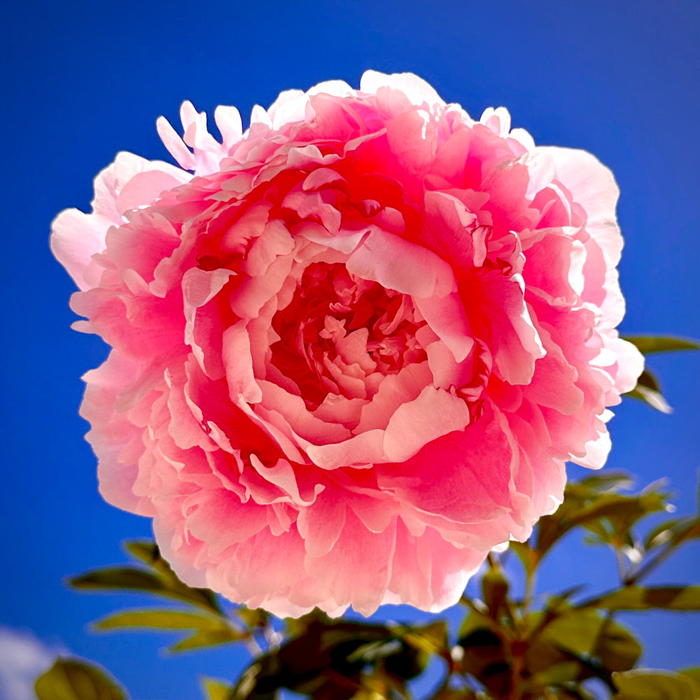 Sarah Bernhardt Peony